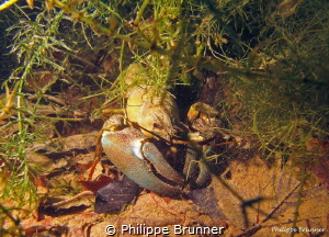 Crayfish by Philippe Brunner 